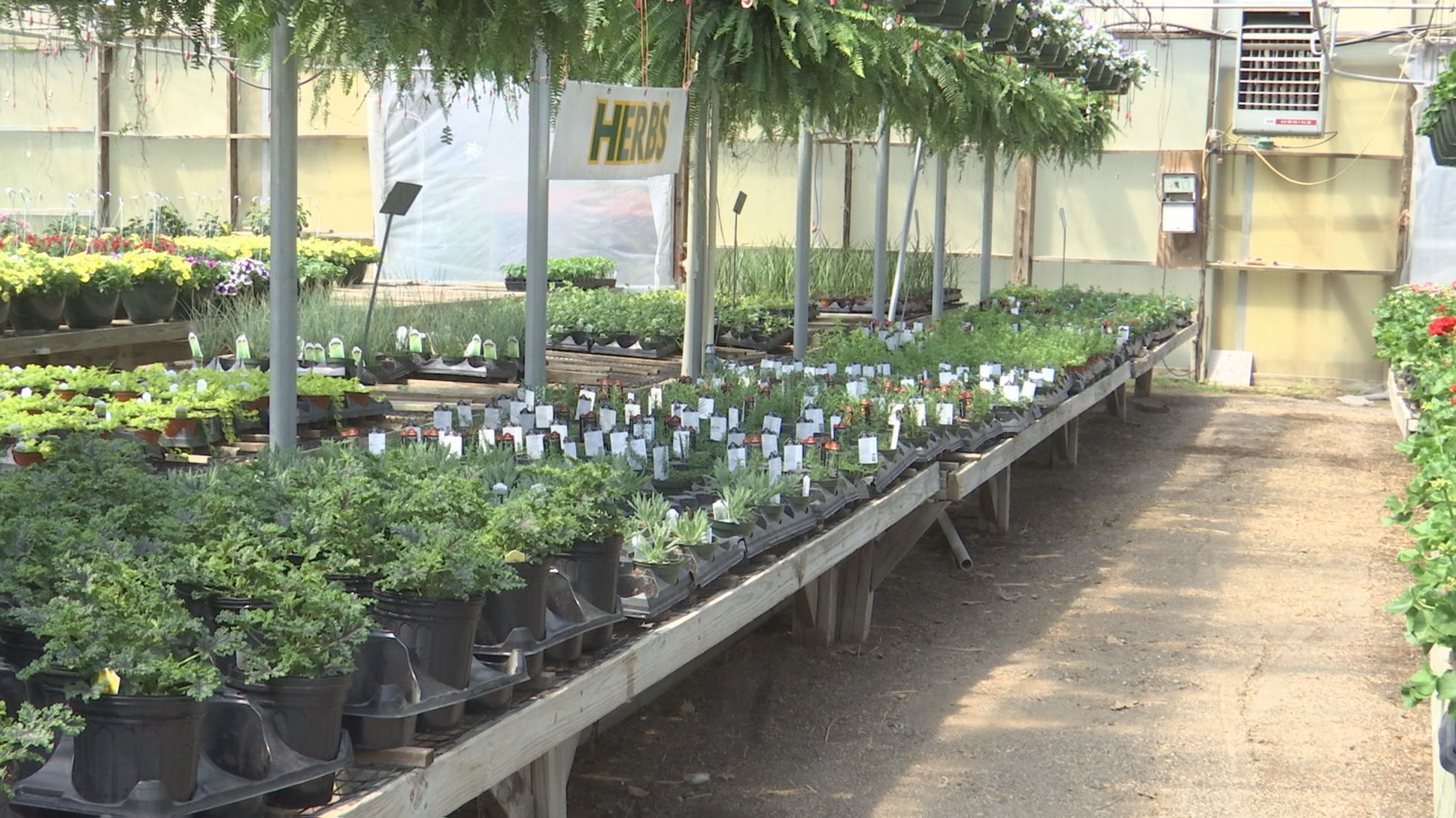 PLANTS